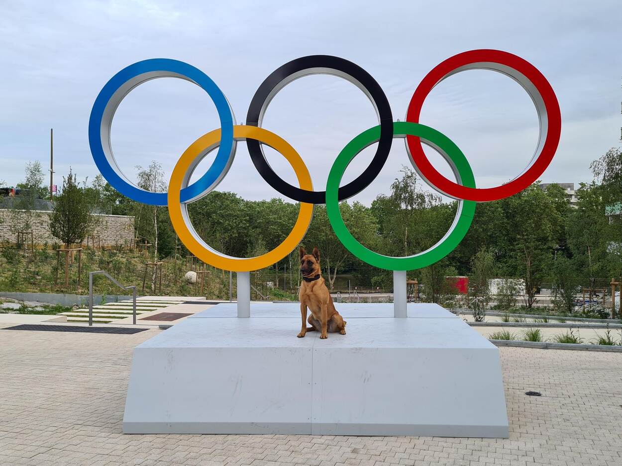 Een speurhond van de Koninklijke Luchtmacht staat voor de olympische ringen in Parijs.