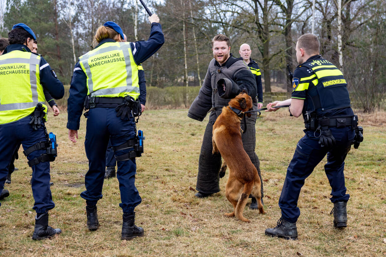 Links twee marechaussees, van wie één de wapenstok in de lucht houdt. Rechts een hondengeleider van de politie en een collega in een pijnpak. De politiehond bijt in zijn arm.