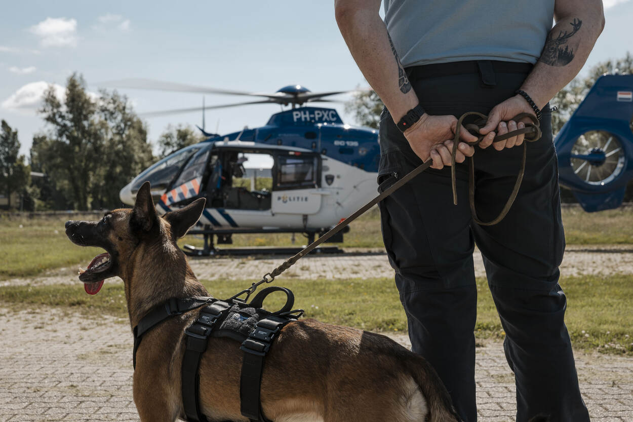 Close-up van een herdershond aangelijnd, baasje staat met de handen op de rug en kijkt naar een politiehelikopter.