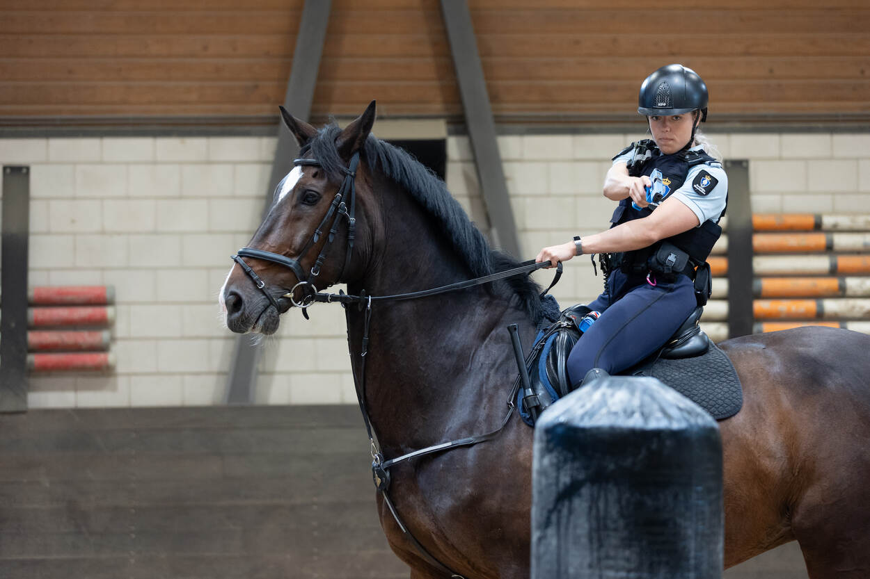 Een marechaussseeruiter traint gebruik vuurwapen vanaf het paard.