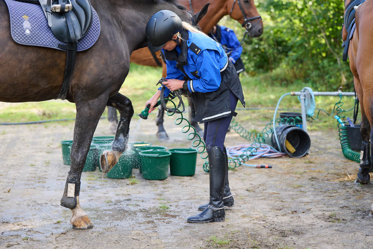 Een Marechaussee spuit de voeten van een paard schoon