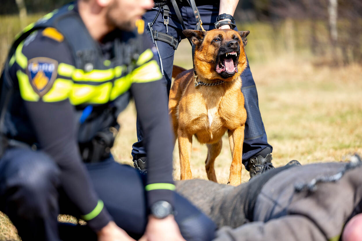 Een hond wordt door zijn begeleider in bedwang gehouden.