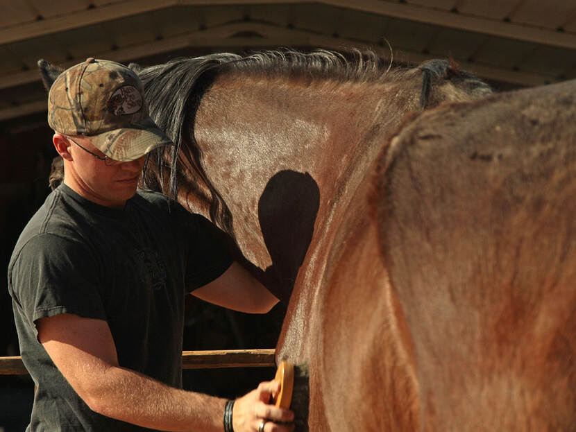 Een man gaat met de borstel over het glanzende haar van het been van een paard.