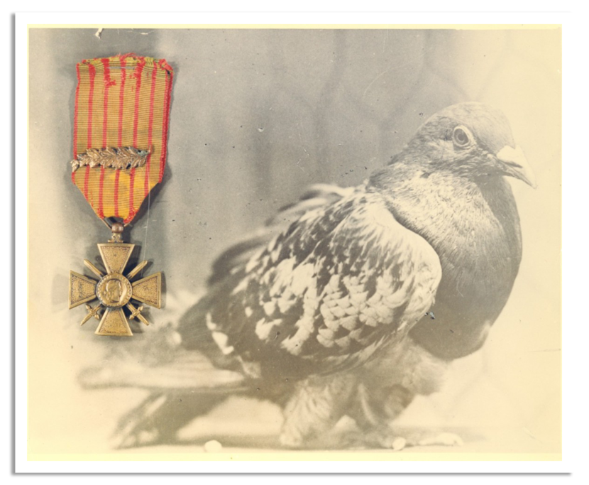 Cher Ami en links boven het Croix de Guerre.