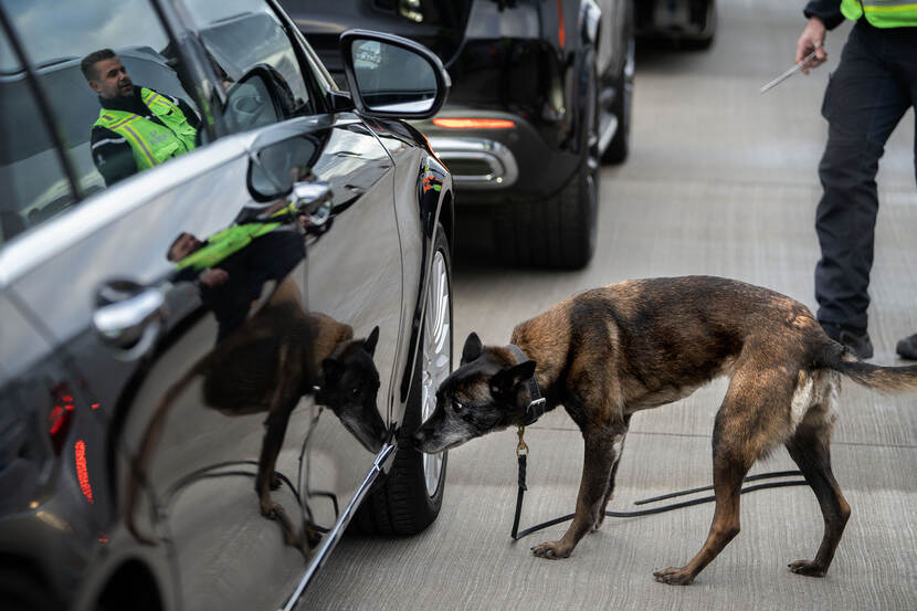 Een speurhond checkt een auto op explosieven.