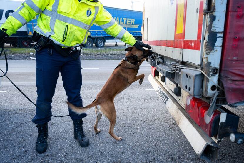 Hondengeleiders van de Koninklijke Marechaussee vinden regelmatig vreemdelingen in vrachtwagens die naar het Verenigd Koninkrijk willen gaan