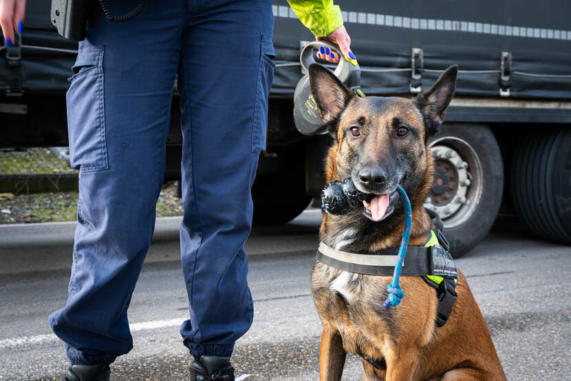 Hondengeleiders van de Koninklijke Marechaussee vinden regelmatig vreemdelingen in vrachtwagens die naar het Verenigd Koninkrijk willen gaan