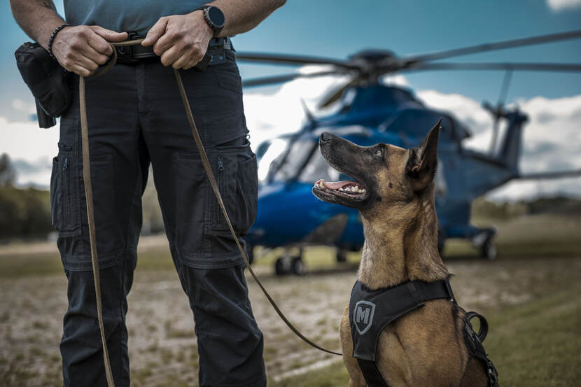 Een herdershond van de Marechaussee kijkt op naar zijn baas. Op de achtergrond staat een politiehelikopter.