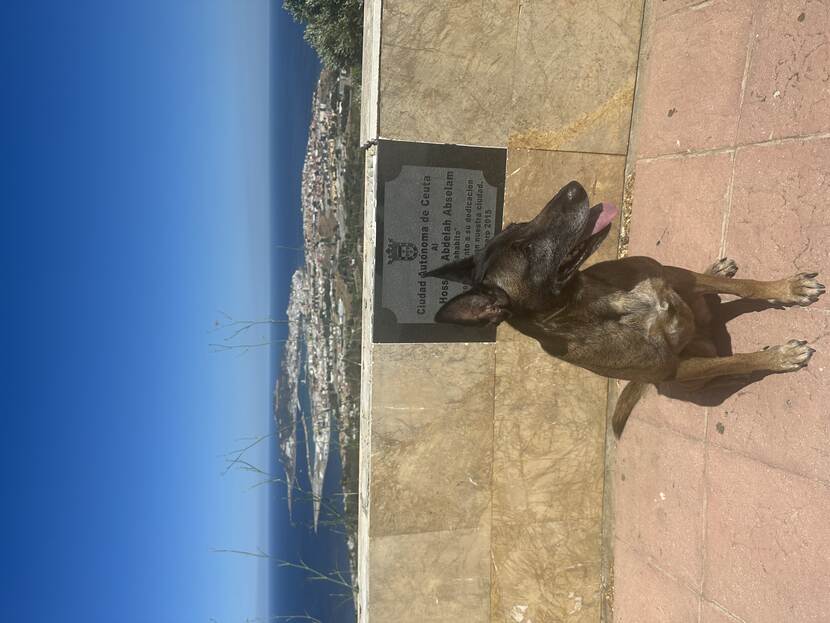 Mechelse herder Noa zit voor een muur. Achter haar in de verte de haven van Ceuta, omgeven door blauw water.