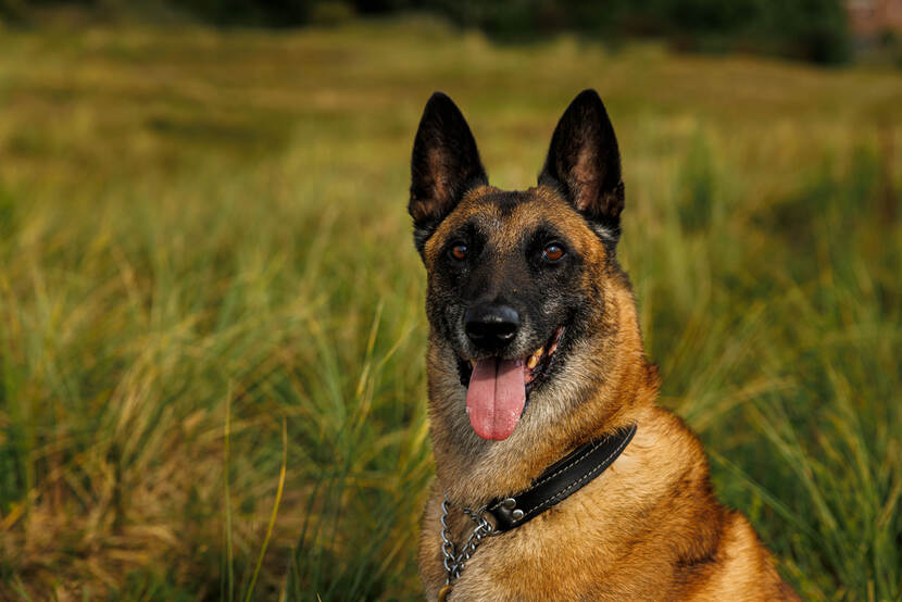 Een Mechelse herder met tong uit de mond in het gras.