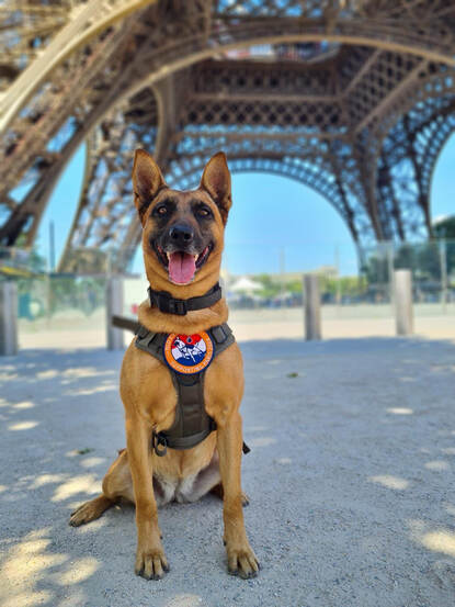 Een speurhonden poseert bij de Eiffeltoren.