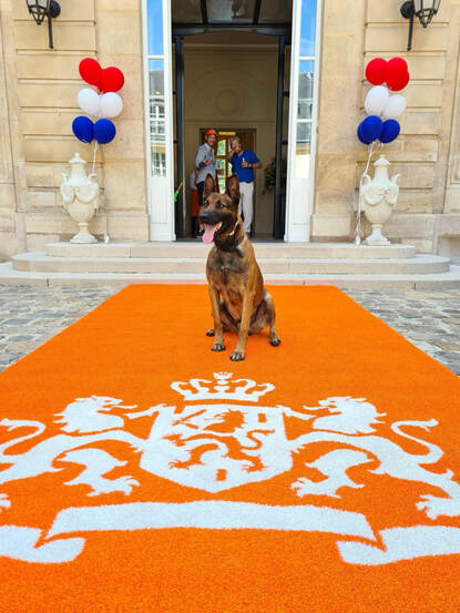 Een speurhond poseert bij de residentie van de Nederlandse ambassadeur in Frankrijk.