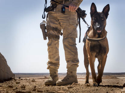 Op een zandvlakte aangelijnde lopende hond in camera kijkend naast de benen van zijn geleider die het desert tenue aan heeft.