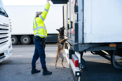 Hondengeleiders van de Koninklijke Marechaussee vinden regelmatig vreemdelingen in vrachtwagens