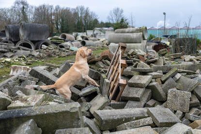K9-speurhond zoekt op puin.