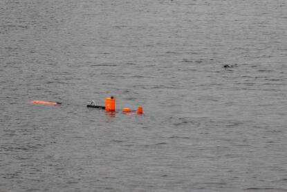 een zeehond zwemt op een klein afstandje met Anti-IED Security Platform Sea Cat.